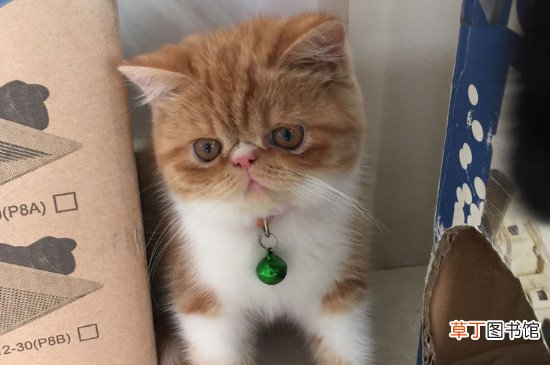 波斯猫为什么容易有泪痕