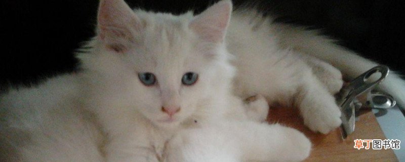 波斯猫为什么容易有泪痕