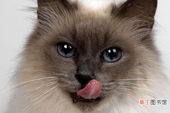 波斯猫为什么不快乐