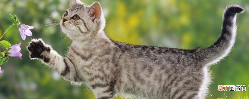 波斯猫为什么不快乐