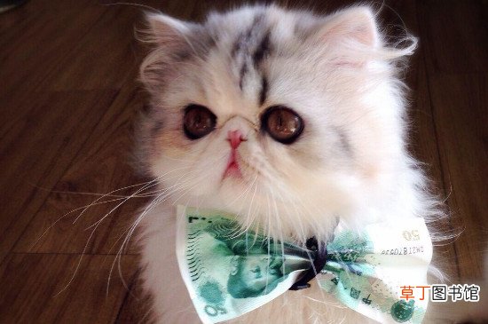 波斯猫为什么不快乐