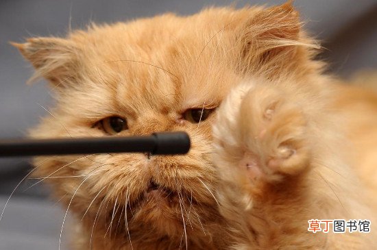 波斯猫为什么叫波斯猫