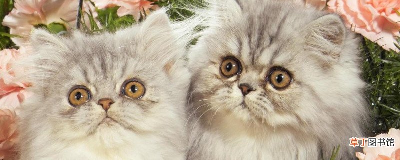 波斯猫为什么叫波斯猫
