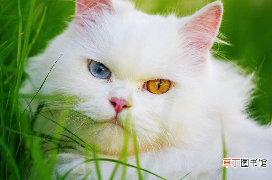 波斯猫为什么一直叫
