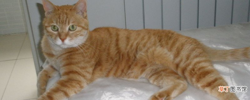 波斯猫为什么一直叫