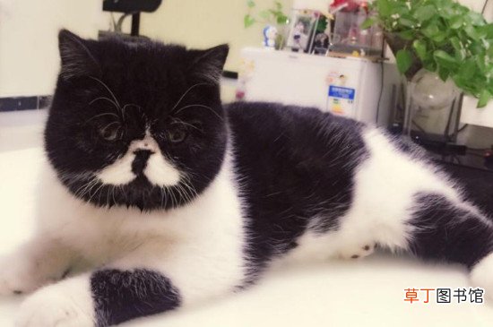 波斯猫一年生几次