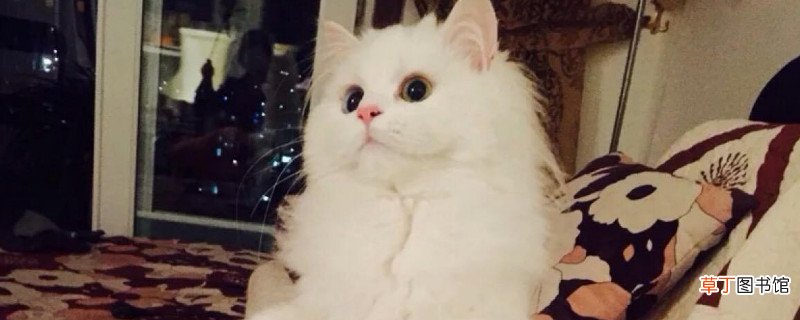 波斯猫为什么两个眼睛颜色不一样