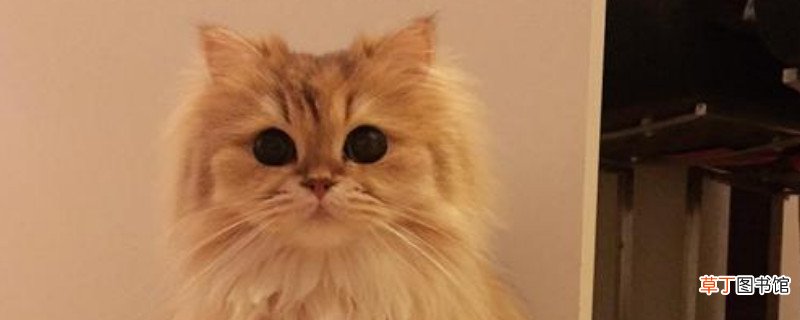 波斯猫一年可以生几个小猫