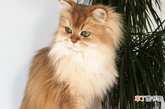 波斯猫一年可以生几个小猫