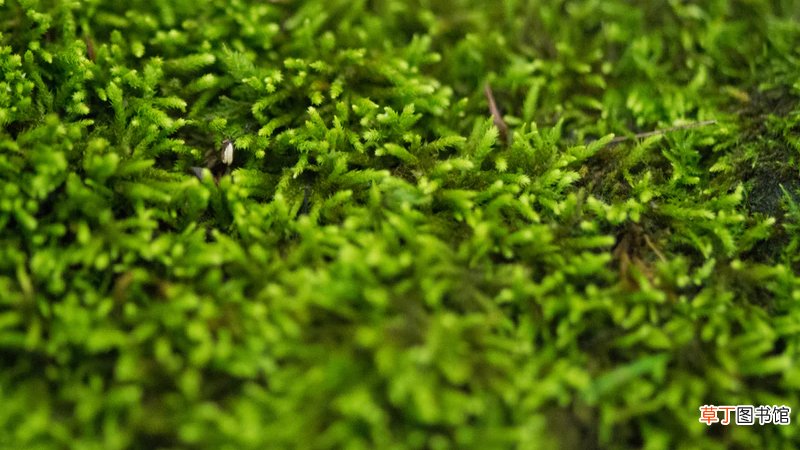 池塘青苔治理方法