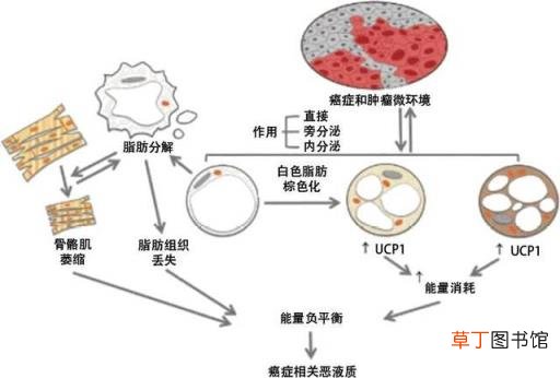 食欲下降是大病的前兆 厌食症如何治疗
