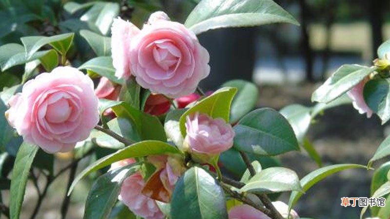 自制茶花土怎么做