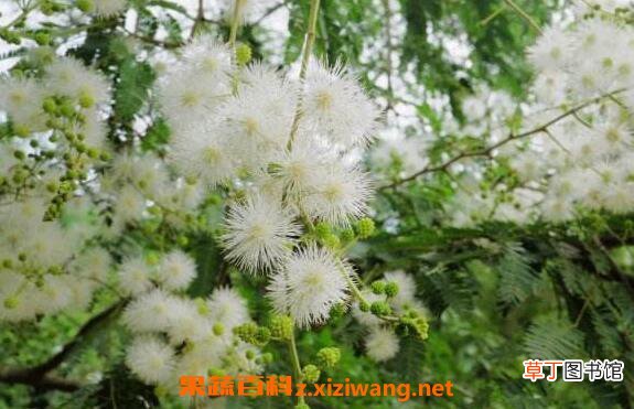白花合欢的功效与作用 白花合欢的药用价值