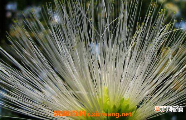 白花合欢的功效与作用 白花合欢的药用价值