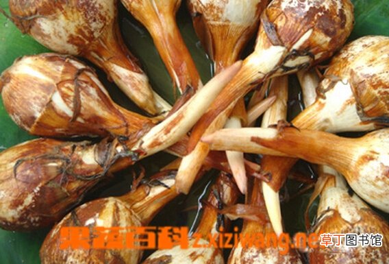茨菰的功效与作用