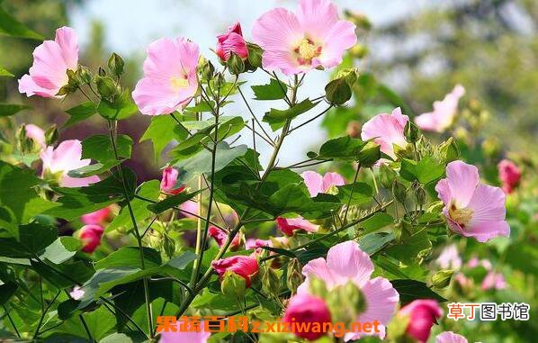 芙蓉花怎么养 芙蓉花的养殖方法