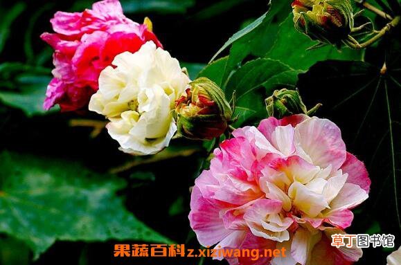 芙蓉花怎么养 芙蓉花的养殖方法