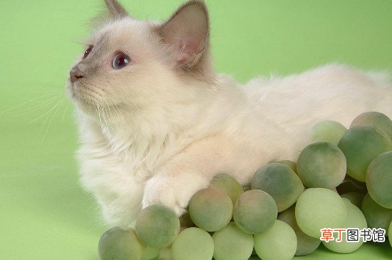 波斯猫不能吃什么食物