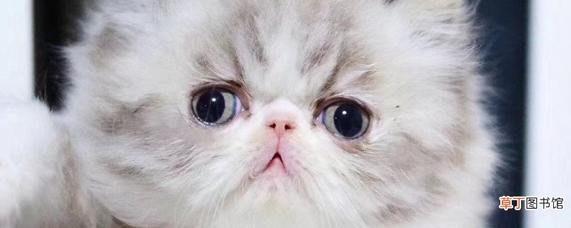 波斯猫不能吃什么食物