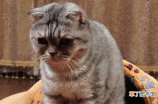 波斯猫不能吃什么食物