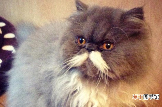 波斯猫不吃东西怎么办