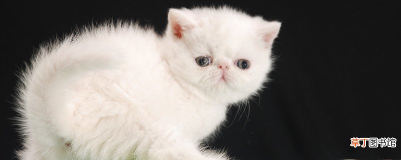 波斯猫不吃东西怎么办