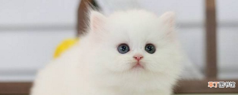 一个月的波斯猫怎么养