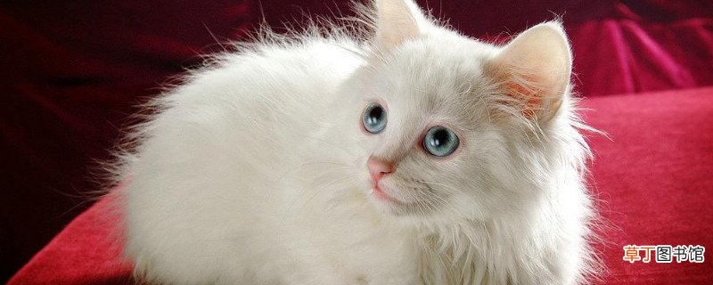 波斯猫只有白色的吗