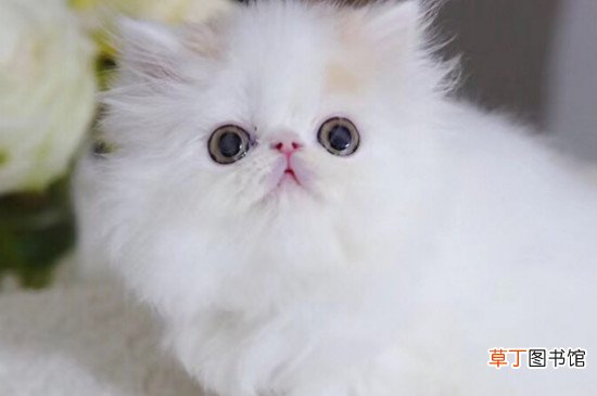 纯种鸳鸯眼波斯猫多少钱一只，价格一般在8000元左右