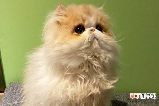 纯种鸳鸯眼波斯猫多少钱一只，价格一般在8000元左右