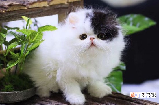 纯种鸳鸯眼波斯猫多少钱一只，价格一般在8000元左右