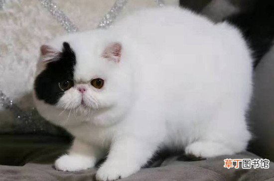 波斯猫为什么那么贵