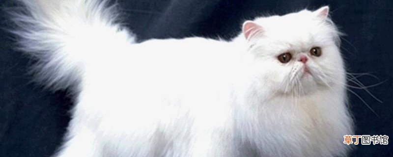 波斯猫为什么那么贵