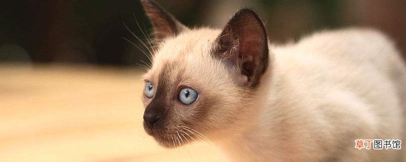 暹罗猫掉毛吗