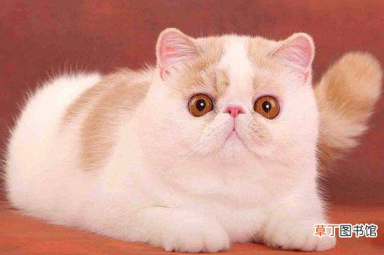 重点色短毛猫和暹罗猫区别