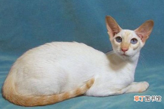 重点色短毛猫和暹罗猫区别