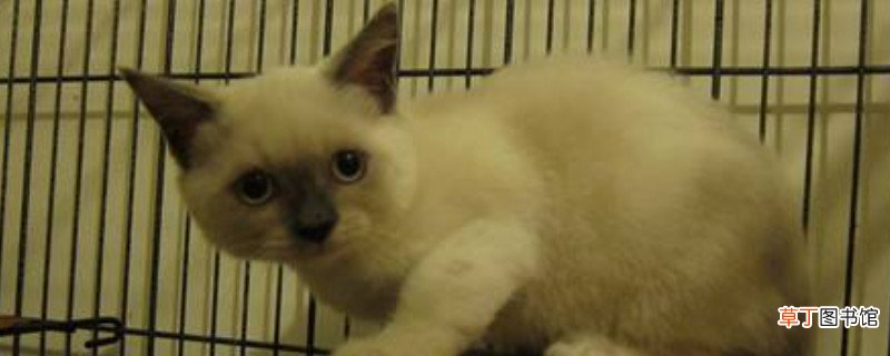 重点色短毛猫和暹罗猫区别