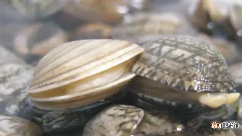 蛤蜊吐沙最干净方法