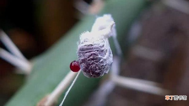 口红是用虫子做的吗