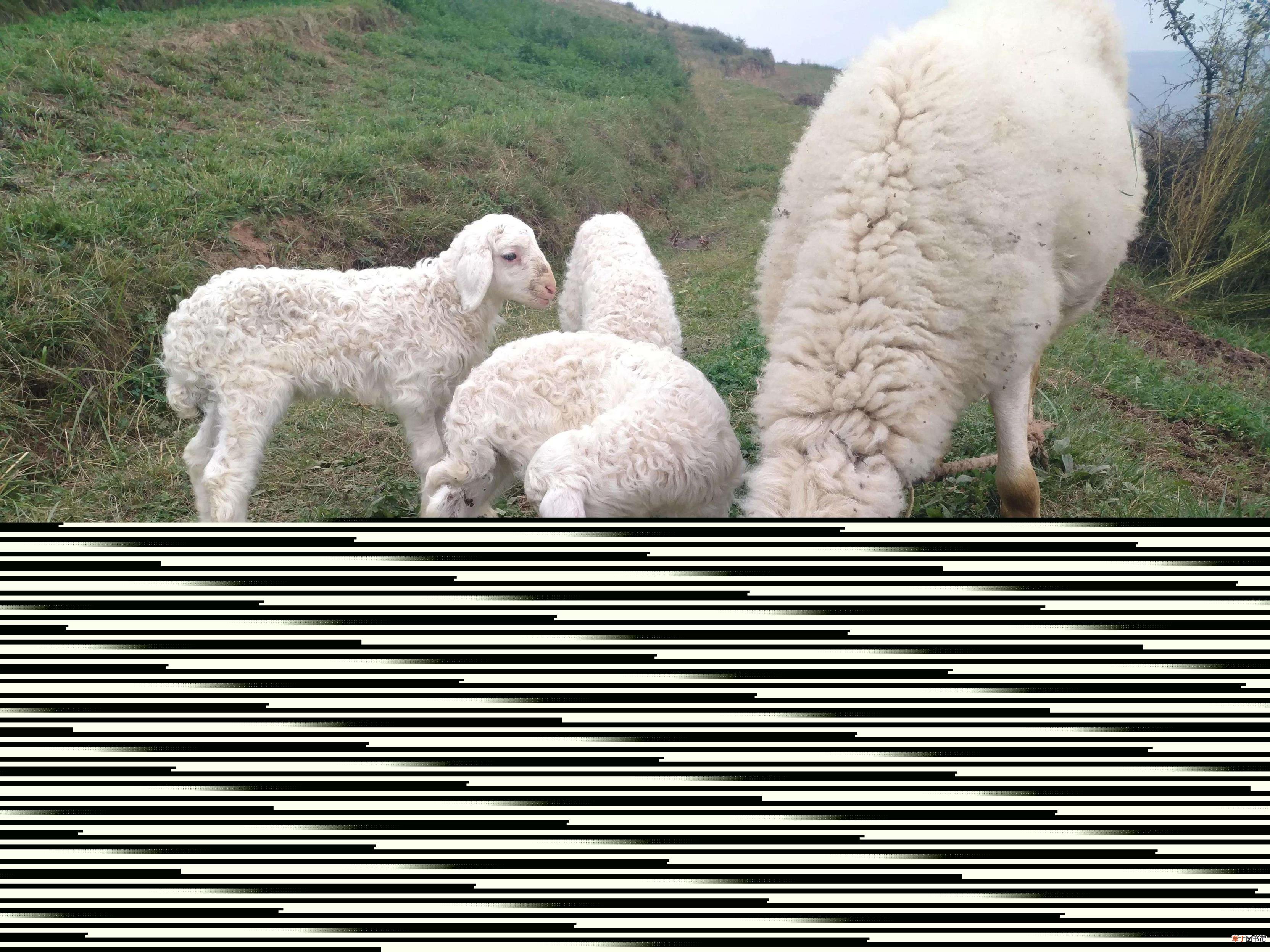 养羊成本 养羊需要什么基础条件?