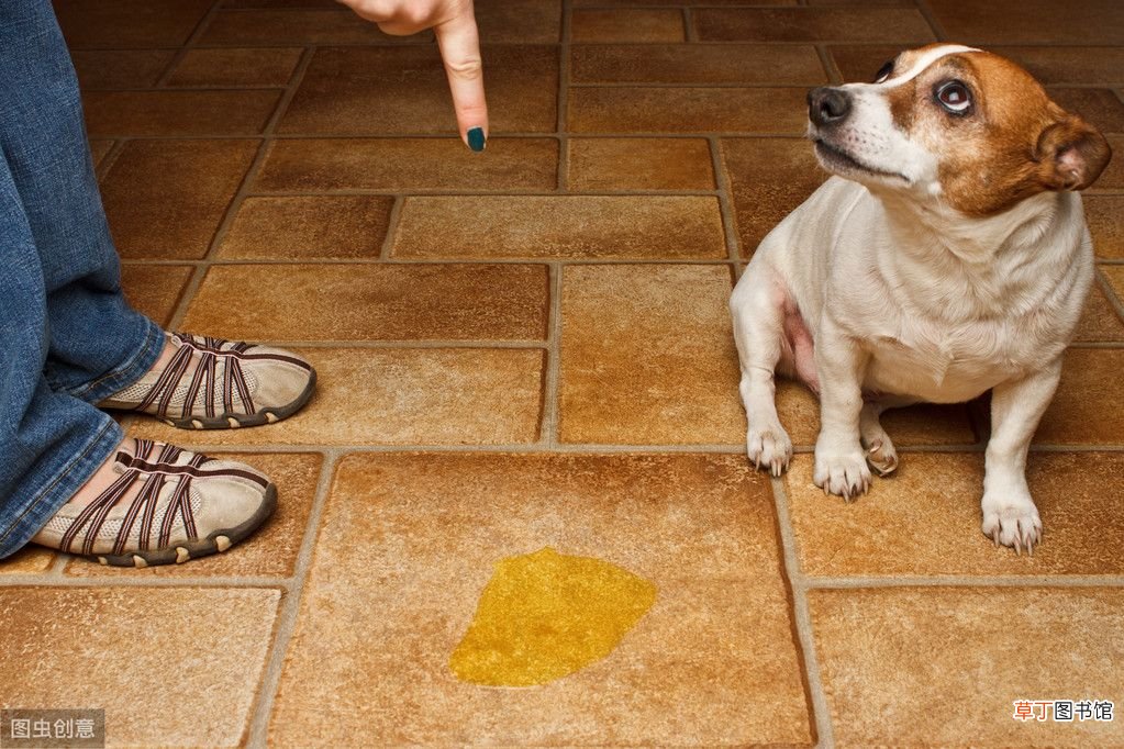 便溺怎么办 狗狗在家到处便溺？