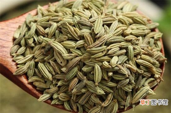 茴香籽怎么吃