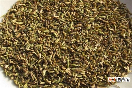 茴香籽怎么吃