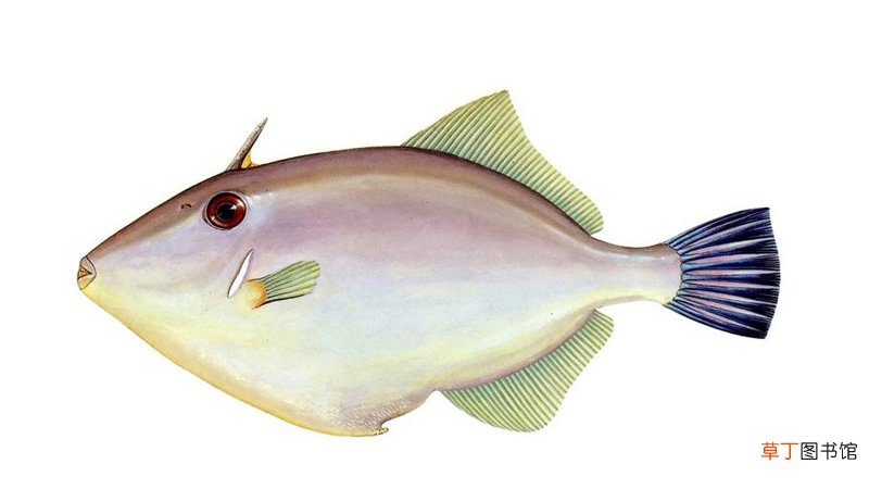 无头鱼为什么把头砍掉