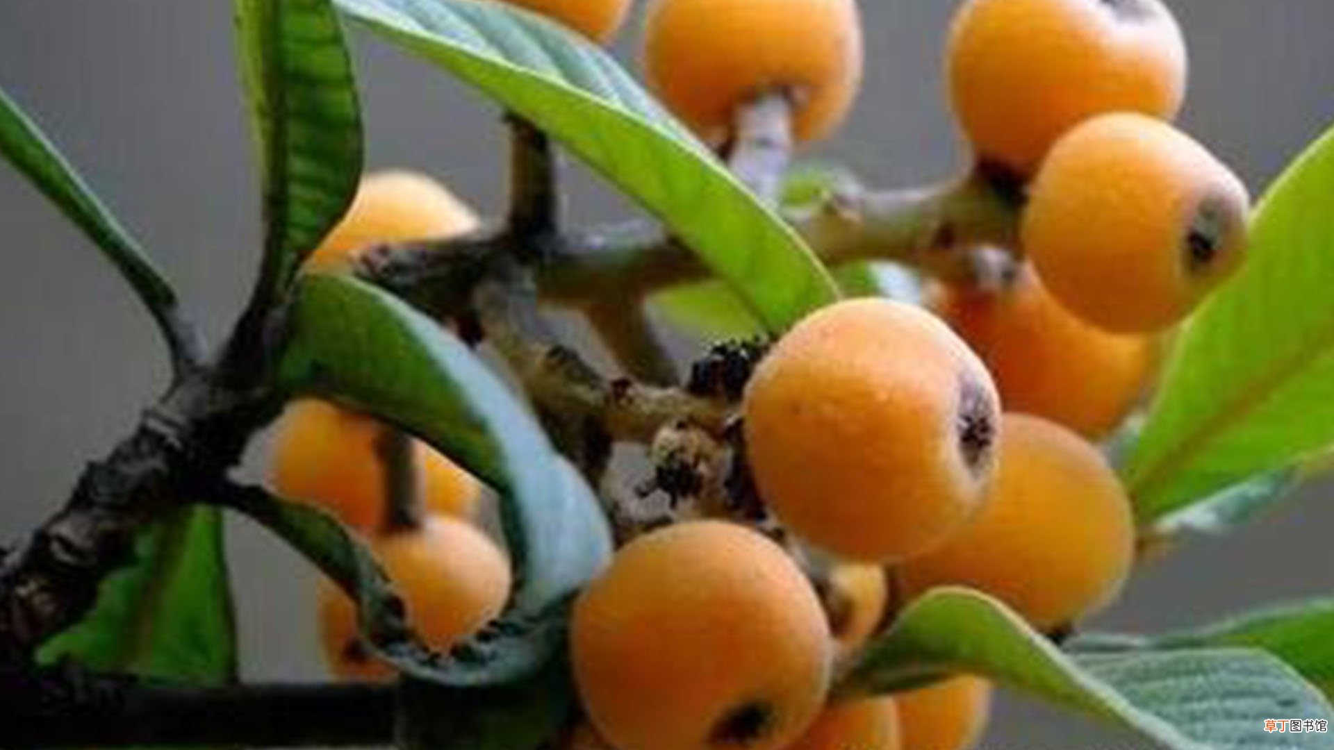 自制枇杷酒的危害