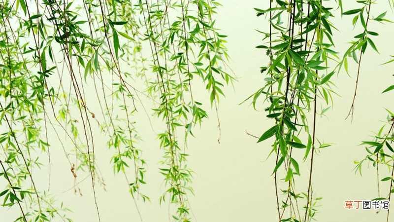 烟花三月下扬州烟花指的什么