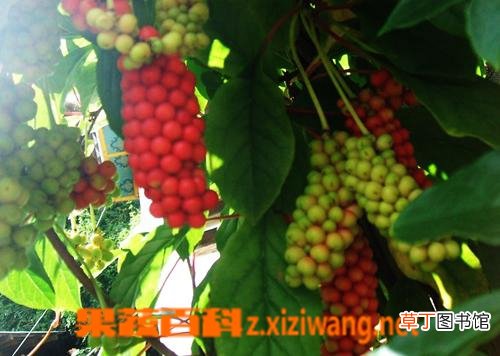 五味子泡水喝的功效