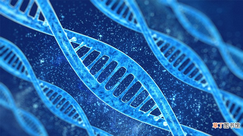 烟草花叶病毒的遗传物质