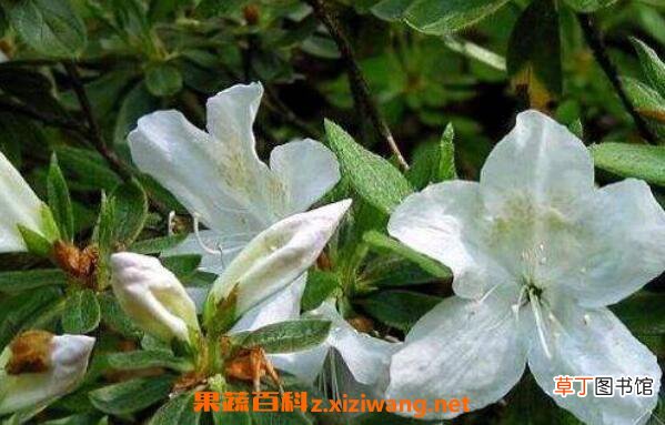白花杜鹃的功效与作用 白花杜鹃的药用价值