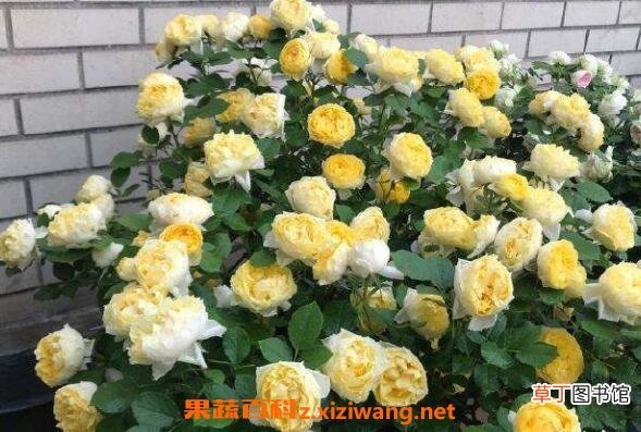 金丝雀花的养殖方法 金丝雀花的种植技巧